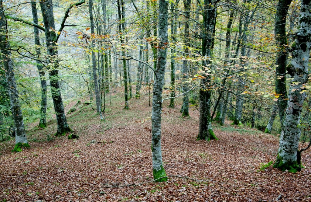 Madera de bosques sostenibles